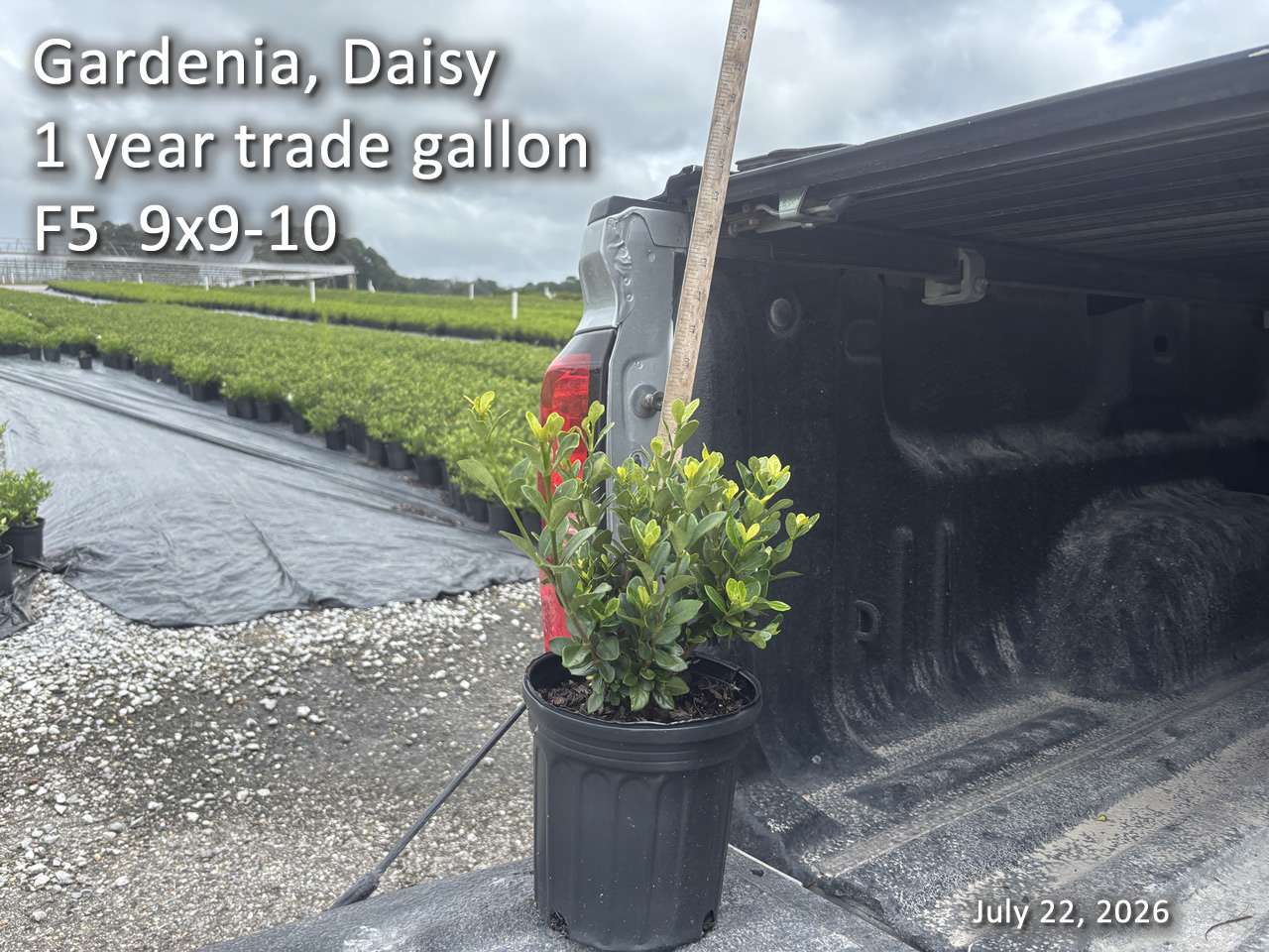 gallery/gdai1yt f5 jul22.jpg